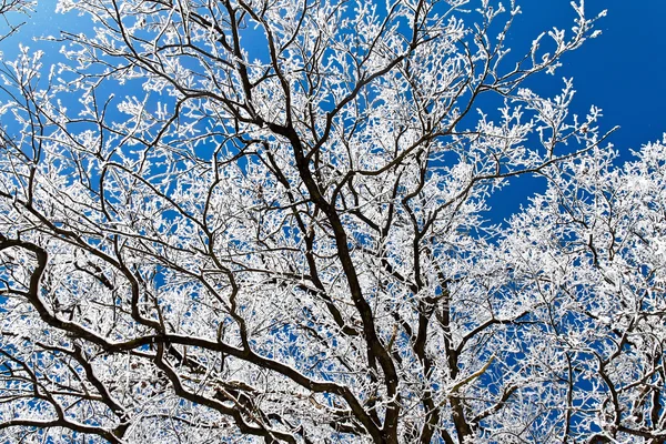 Hoarfrost ile peyzaj — Stok fotoğraf