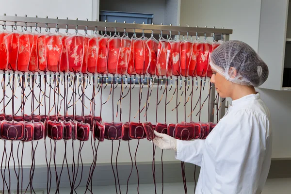 Investigación de donantes de sangre en el laboratorio de sangre — Foto de Stock
