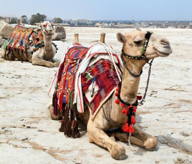 Camel in the egyptian desert clipart