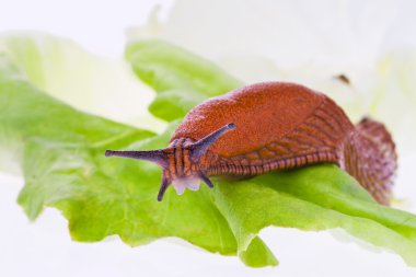 Slug on a lettuce leaf clipart