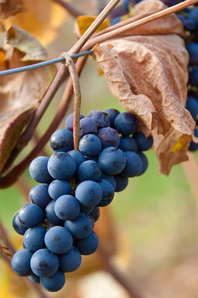 Druiven en wijngaarden in de herfst — Stockfoto