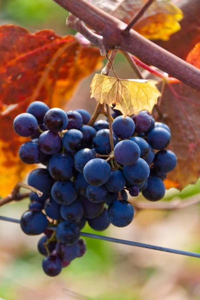 葡萄和葡萄树在秋天 — 图库照片