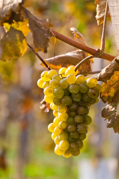 Виноград и виноградная лоза осенью — стоковое фото