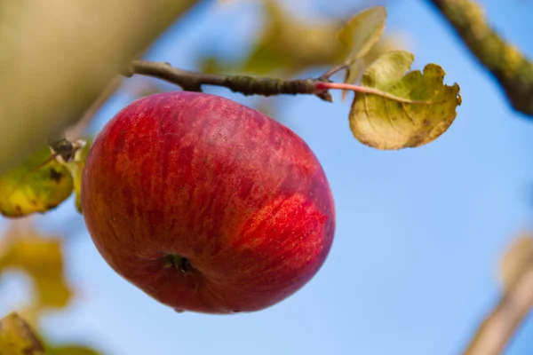 Red apple on tree in autumn — Stock Photo, Image