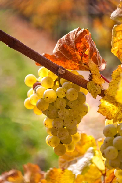 Raisins et vignes à l'automne — Photo