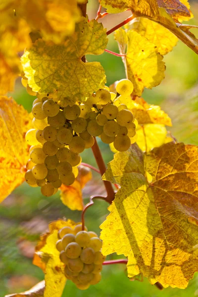 Виноград и виноградная лоза осенью — стоковое фото
