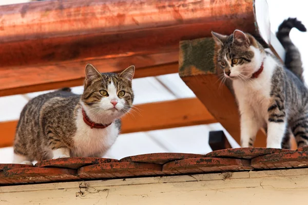 Två katter på ett hus tak — Stockfoto