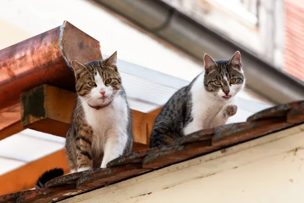 Bir evin çatı üzerinde iki kedi — Stok fotoğraf