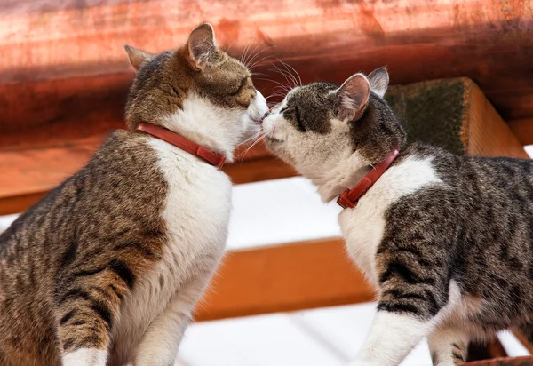 Twee katten op het dak van een huis — Stockfoto
