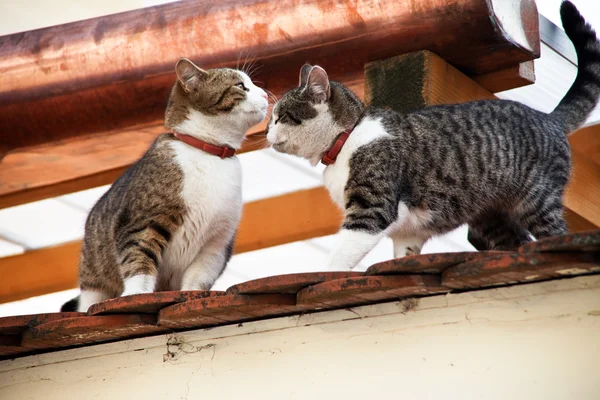 Zwei Katzen auf einem Hausdach — Stockfoto