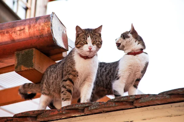 房子的屋顶上的两只猫 — 图库照片
