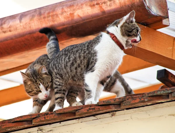 Dois gatos em um telhado de casa — Fotografia de Stock