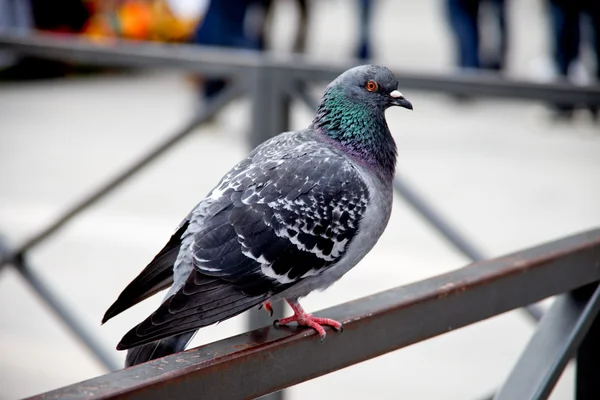 stock image Pigeon