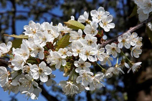 봄에서 꽃 나무 — 스톡 사진