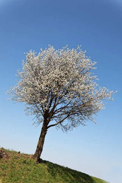 Albero con fiori in primavera — Foto Stock