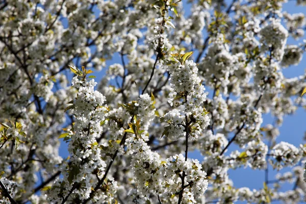 Fa tavaszi virágok — Stock Fotó