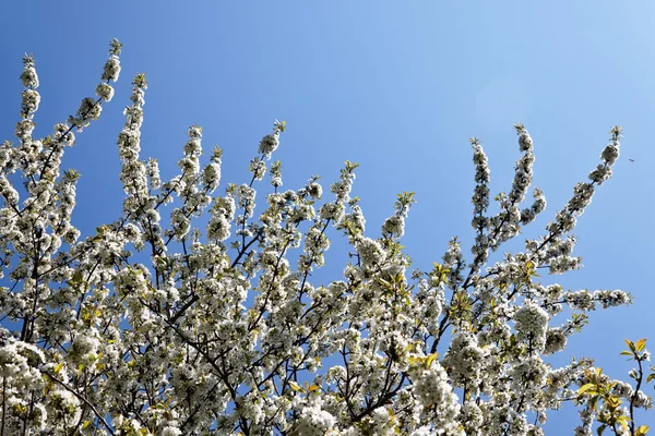Baum mit Blüten im Frühling — Stockfoto