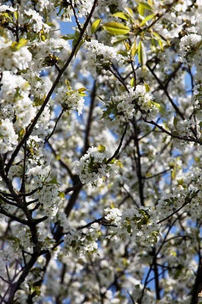 Strom s květy na jaře — Stock fotografie
