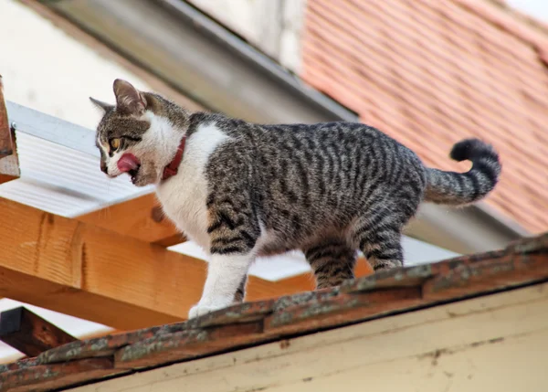 Un chat est assis sur un toit — Photo