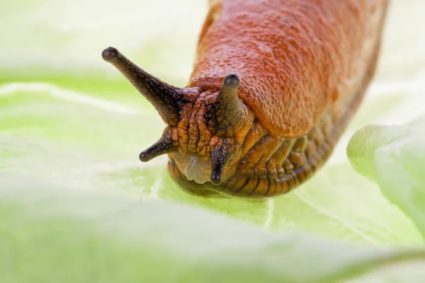 Slug su una foglia di lattuga — Foto Stock