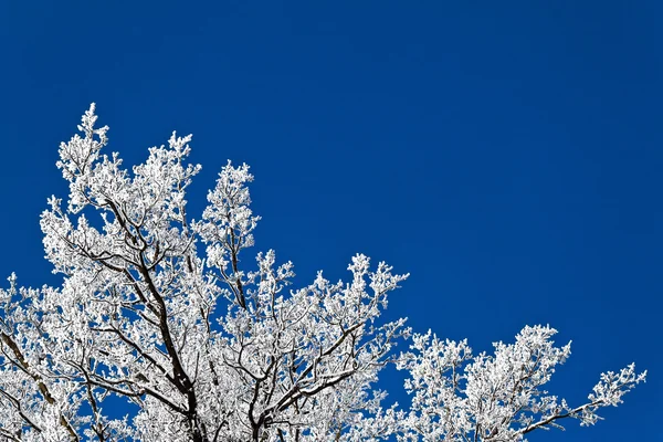 Landschap met hoar vorst, vorst en sneeuw op boom in de winter. — Stockfoto