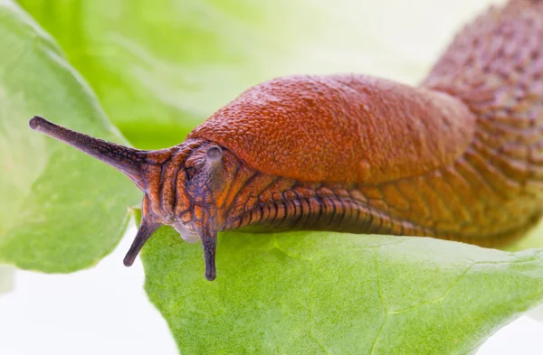 Slug su una foglia di lattuga — Foto Stock