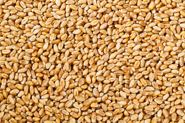 Granos de trigo de cereales —  Fotos de Stock