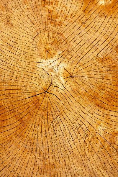Anéis anuais de uma árvore — Fotografia de Stock