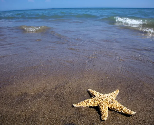 Морський і піщаний пляж з морською зіркою — стокове фото