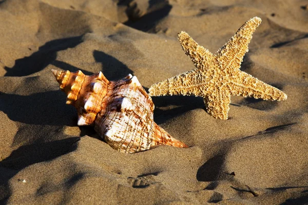 포탄으로 바다와 해변 모래 — 스톡 사진
