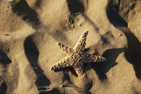 Hav och sand strand med sjöstjärna — Stockfoto