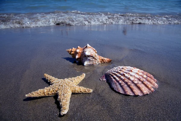 Moře a pláž písek s shell — Stock fotografie