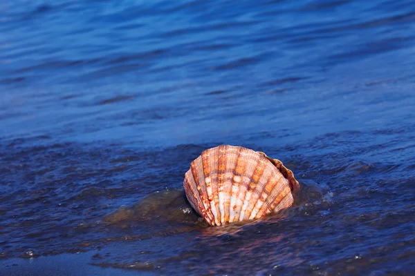 Zee en strand zand met shell — Stockfoto