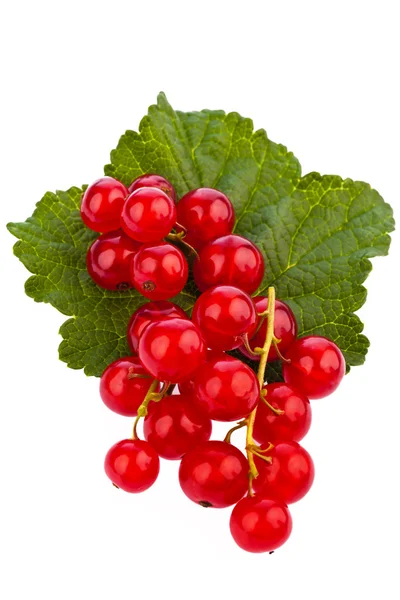 Röda vinbär - röda vinbär — Stockfoto