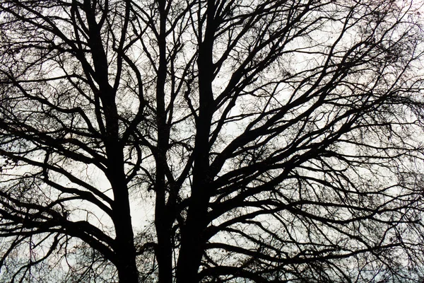 Kahle Äste eines Baumes im Winter — 图库照片