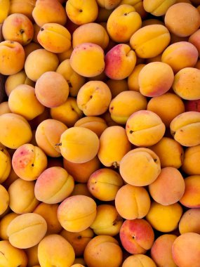 Apricots - apricot after harvest clipart