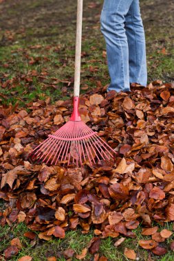 Raking leaves. remove leaves. gardening in the fall. clipart