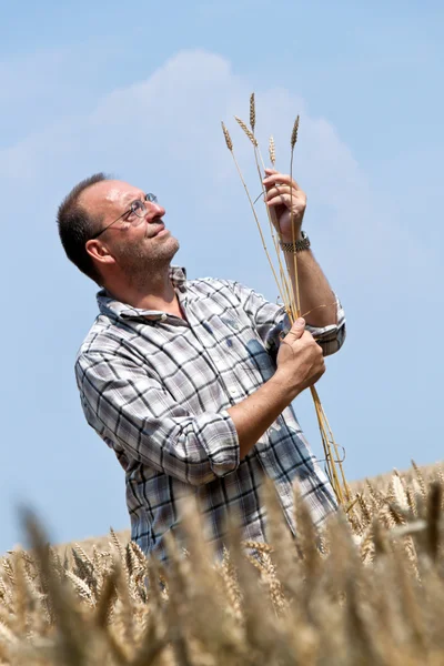 Bonde - jordbrukare i fältet majs. — Stockfoto