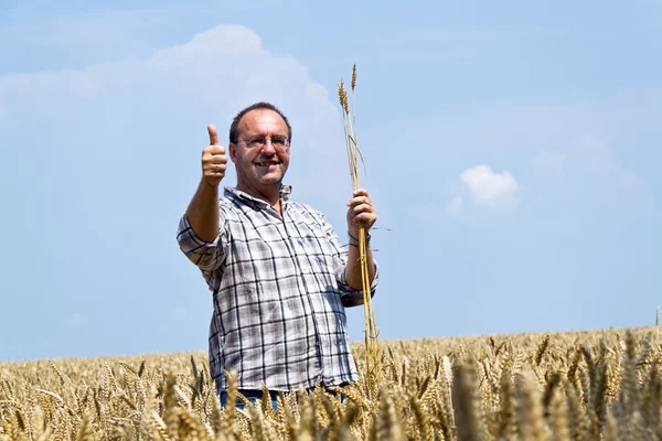 Agricultor - agricultores no campo de milho . — Fotografia de Stock