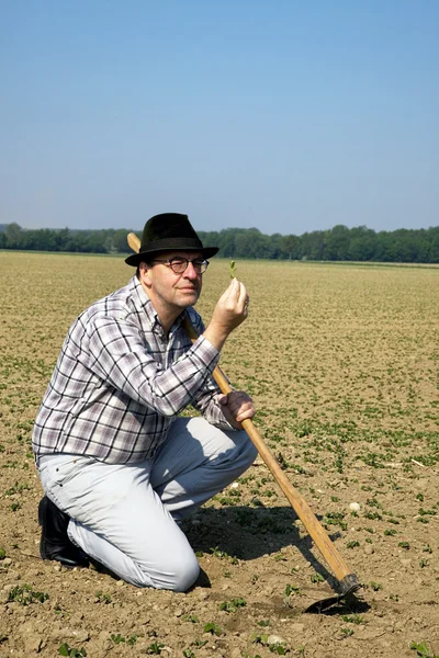 Bauer considers plants in his field — Stock Photo, Image
