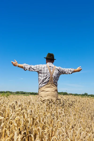 农夫在小麦田中 — 图库照片