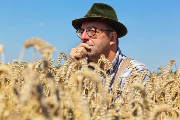 Granjero reflexivo en un campo de maíz — Foto de Stock