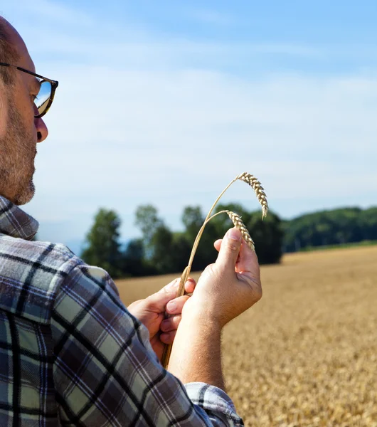 Agricultor en un campo de trigo —  Fotos de Stock