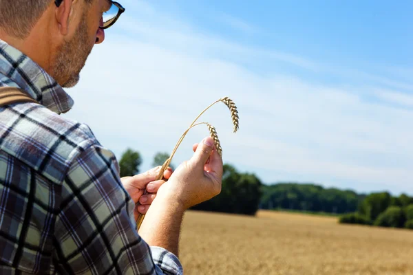 Rolnik w polu pszenicy — Zdjęcie stockowe
