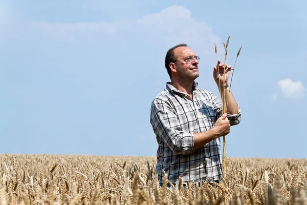 stock image Farmer - farmers in the corn field.