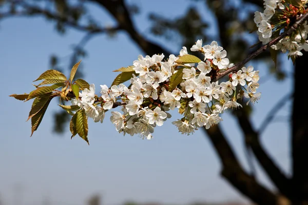 Kwitnąca wiśnia drzewo gałąź — Zdjęcie stockowe