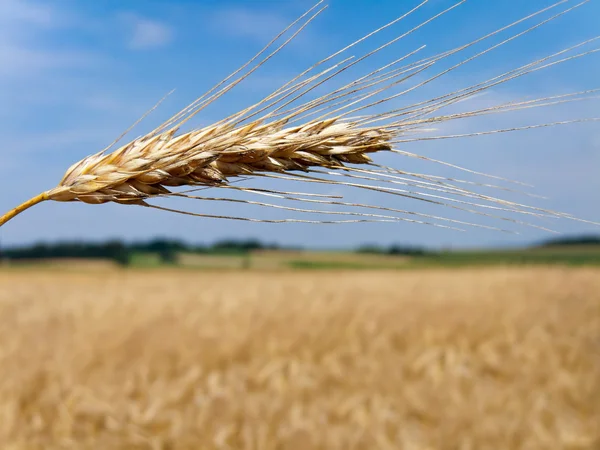 Wheatfield with barley spike — Stock Photo, Image