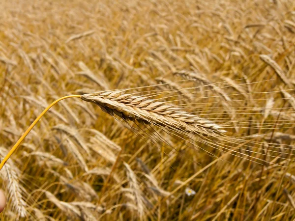 Wheatfield med kornspik — Stockfoto