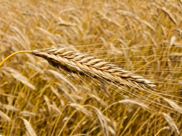 大麦のスパイクを持つコムギ畑 — ストック写真