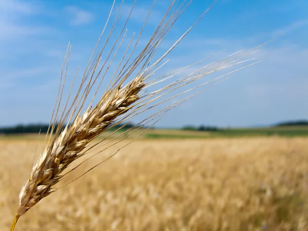 Campo di grano con barbabietola d'orzo — Foto Stock